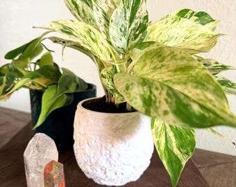 Pot de fleurs texturé Stoneborn avec soucoupe à verrouillage par rotation | Jardinière moderne aspect béton | Intérieur | 4 couleurs