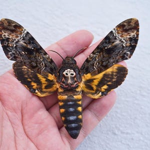 Puede incluir: Una polilla esfinge de la calavera con alas de patrones marrón oscuro y negro, una marca distintiva en forma de calavera en el tórax y un abdomen segmentado con bandas alternas de color negro y amarillo vibrante, alas extendidas.