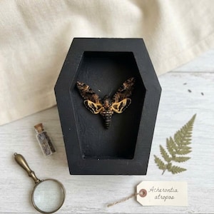 May include: A death's-head hawkmoth specimen displayed inside a black, coffin-shaped wooden box. Beside the box lies a small glass vial, a dried fern leaf, and a rectangular paper tag with the handwritten text Acherontia atropos.