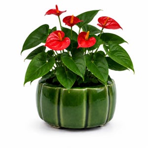 Op de afbeelding: Een anthuriumplant met glanzende, hartvormige rode schutbladeren en felgele bloeikolven, voorzien van diepgroene, puntige bladeren. De plant staat in een ronde, donkergroene keramische pot met een verticale geribbelde textuur.