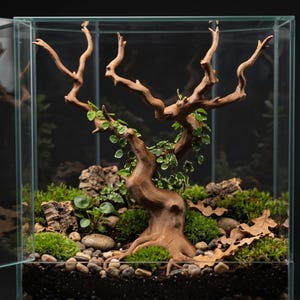May include: A glass terrarium containing a central brown driftwood branch with small green variegated leaves, surrounded by green moss, smooth grey pebbles, pieces of bark, and dried brown oak leaves on a dark soil base.