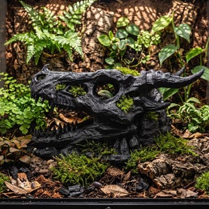 Puede incluir: Un adorno de cráneo de dragón negro con detalles óseos texturizados y cuencas oculares huecas, colocado dentro de un terrario de cristal lleno de tierra marrón, corteza de madera, musgo verde y varias plantas vivas, con un pequeño lagarto.