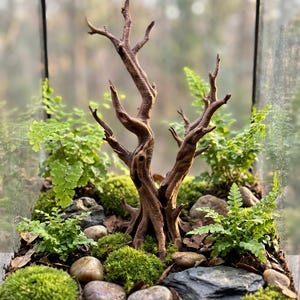 Puede incluir: Un terrario de cristal que contiene una pieza central de madera flotante marrón oscuro con forma de árbol pequeño, rodeada de helechos verde brillante, parches de musgo verde claro, piedras de río grises y hojas secas marrones.