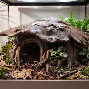 Puede incluir: Un trozo de madera flotante marrón y hueco con forma de pequeño refugio, situado dentro de un recinto de cristal. La base está cubierta de hojas secas marrones, musgo verde y plantas pequeñas, con varios isópodos pequeños sobre el suelo.