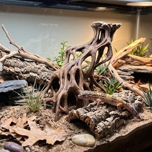 May include: A leopard gecko with yellow and black spotted skin rests on a piece of cork bark inside a glass terrarium. The habitat features sandy substrate, driftwood, various green succulents, flat grey stones, and dried brown oak leaves.