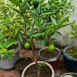 Live Lime Tree in Pot, Citrus Lime Plant, Fruit Bearing Indoor & Outdoor Tree, Patio Garden Gift