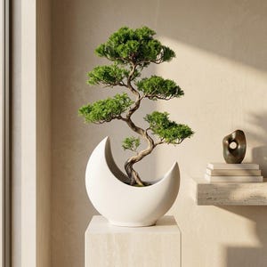 May include: A small green bonsai tree with a textured, winding brown trunk is planted in a smooth, matte white ceramic planter shaped like a crescent moon. The tree features layered, dense green foliage and sits on a light-coloured pedestal.