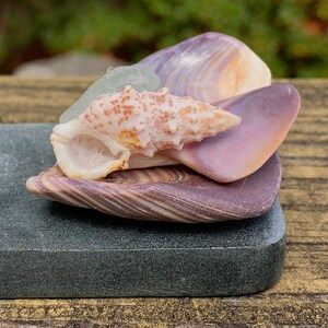 May include: A collection of seashells in various colors, including white, orange, purple, and lavender, are arranged on a dark gray rectangular stone. The shells have intricate patterns and textures, creating a natural and artistic display. The background is blurred.