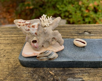 Seashell and Coral Incense Holder