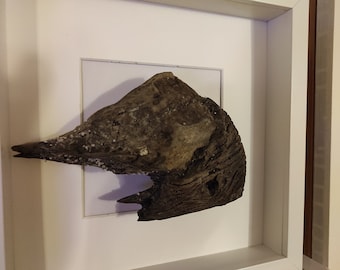 May include: A piece of driftwood, weathered and gray, is framed in a white mat and a white frame. The driftwood has a natural, organic shape and texture.