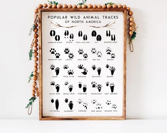 May include: A black and white printable chart with illustrations of animal tracks. The chart is titled "Popular Wild Animal Tracks of North America". The chart includes the names of the animals, such as American Bison, Moose, White-Tailed Deer, Elk, Bighorn Sheep, Mountain Lion, Coyote, Gray Wolf, Red Fox, Badger, Skunk, River Otter, Opossum, Raccoon, Beaver, Black Bear, Grizzly Bear, Porcupine, Woodchuck, Gray Squirrel, Cottontail, Jackrabbit, Chipmunk, Deer Mouse, and Meadow Vole.