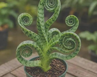 Rare Spiral Snake Plant | Curly Sansevieria Cylindrica, Sculptural Houseplant (Live Plant)