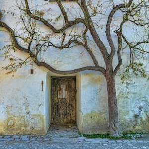 May include: A weathered white building with a wooden door and a window. A bare tree with twisted branches grows out of the wall, covering the building's facade.