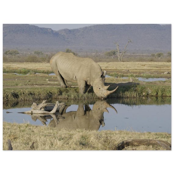 Nashorn mit Wasserspiegelung – Südafrika-Fotografie auf Aluminium, 40 × 30 cm | HypnosTravelArt