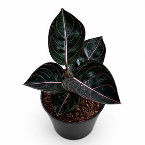 Aglaonema rotundum - Etsy 日本