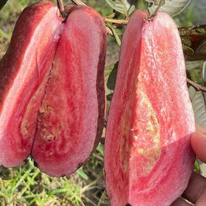 Puede incluir: Dos mitades de una guayaba roja cuelgan de una rama, mostrando una pulpa interior de color rosa vibrante con una cavidad central de semillas. La piel exterior es de un tono rojo púrpura intenso y la textura de la pulpa parece suave y granulosa.