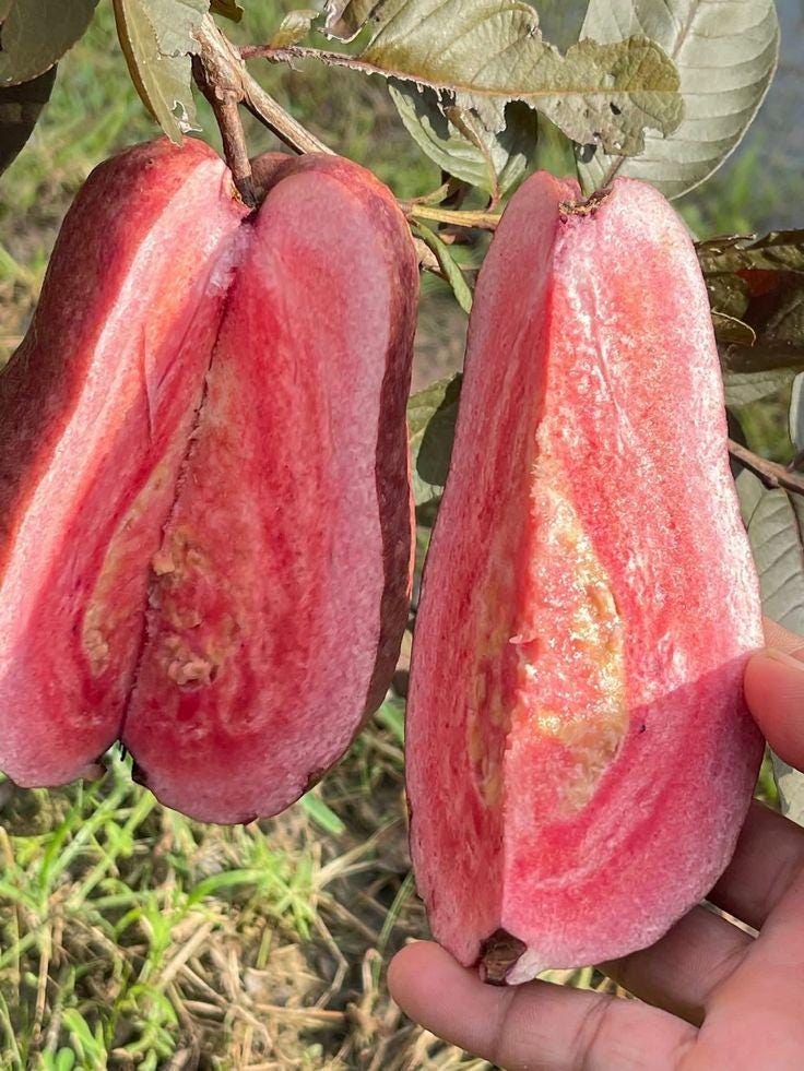 Grafted guava trees - Etsy 日本