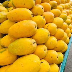 Op de afbeelding: Een grote stapel rijpe, ovaalvormige mango's met een gladde, felgele schil. De vruchten zijn op elkaar gestapeld en vertonen verschillende tinten goudgeel met af en toe subtiele groene ondertonen bij de steeltjes van de individuele mango's.