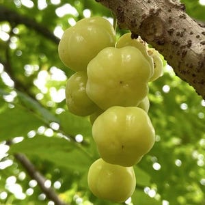 Pode incluir: Um cacho de groselhas estreladas amarelo-pálido pendurado num ramo de árvore castanho e texturado. Os frutos pequenos, redondos e canelados têm uma casca lisa e cerosa, agrupados para mostrar a sua forma lobada distinta contra folhagem verde.