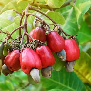 Ceylon Cashew Seeds for Planting | Anacardium occidentale, Tropical Nut Tree Seeds