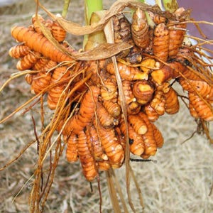 Pode incluir: Um cacho de raízes de açafrão recém-colhido com múltiplos rizomas nodosos de cor laranja brilhante, com raízes castanhas finas e fibrosas presas e restos de folhas secas de cor castanho-claro no topo da estrutura da planta.