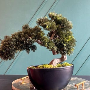 Op de afbeelding: Een bonsaiboom met dicht, donkergroen blad en een dikke, getextureerde bruine stam. De boom is geplant in een gladde, matzwarte ovale keramische pot gevuld met aarde en groen mos, wat zorgt voor een gebalanceerd en natuurlijk uiterlijk.