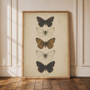 May include: A framed vertical wall art print featuring a scientific illustration of five butterflies arranged in a column. The butterflies are depicted in shades of dark brown, cream, and orange-brown against a vintage-style aged beige background.
