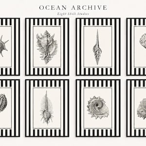Puede incluir: Un conjunto de ocho láminas de arte mural rectangulares tituladas OCEAN ARCHIVE Eight Shell Studies. Cada lámina presenta una ilustración detallada en blanco y negro de una concha diferente centrada en un marco de rayas verticales.
