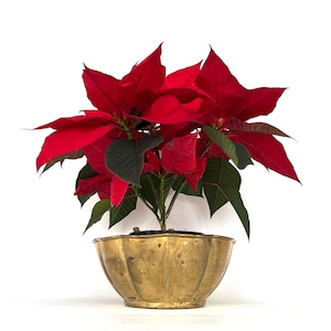 Może przedstawiać: Roślina poinsecji z jaskrawoczerwonymi przylistkami i zielonymi liśćmi, w złotym, karbowanym mosiężnym pojemniku. Obraz przedstawia świąteczny wygląd rośliny, często używanej jako dekoracja bożonarodzeniowa, na białym tle.