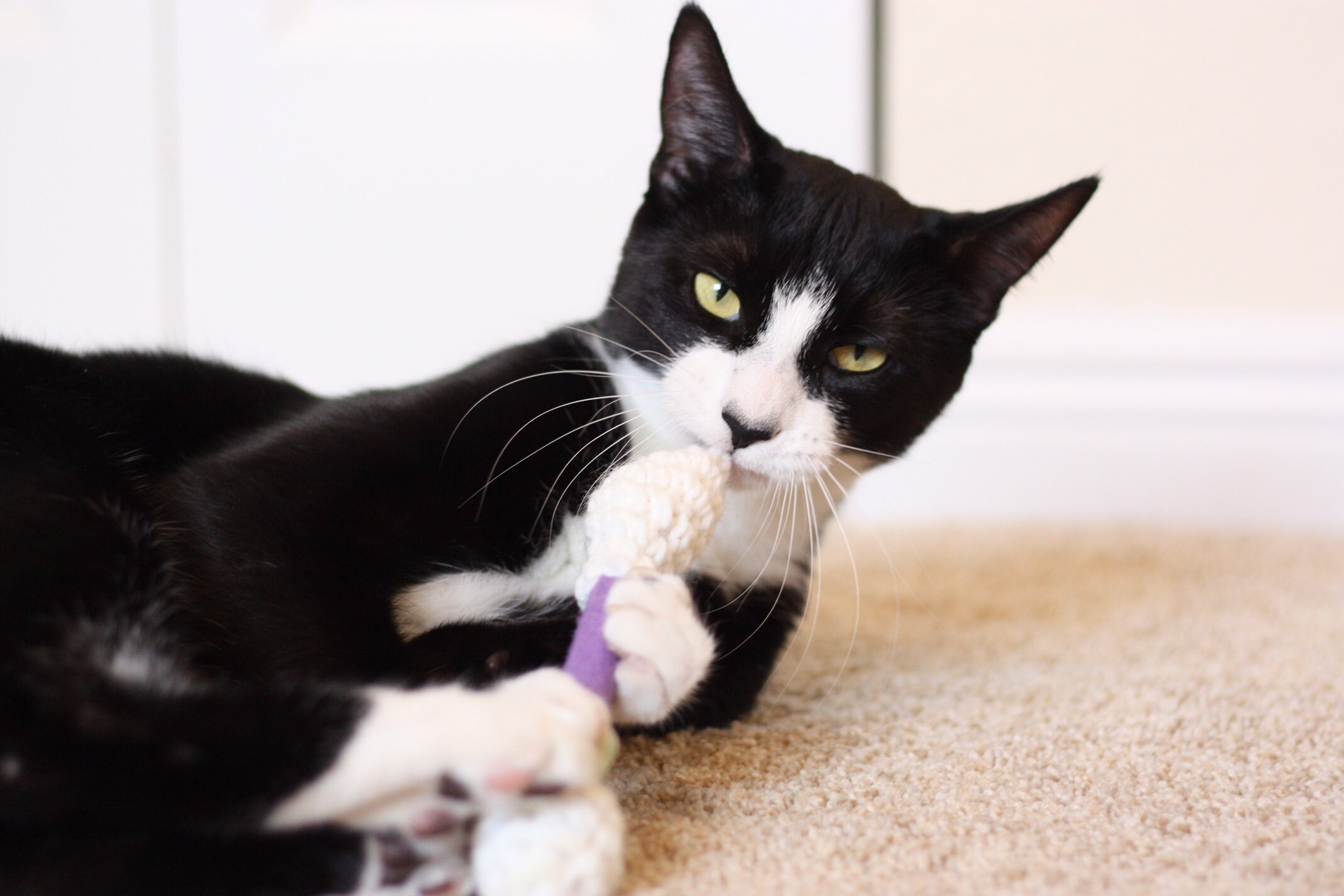 Cat Toy LARGE Cotton Swab Cat Toys Available in Catnip Etsy