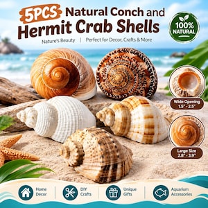 May include: A set of 5 natural conch and hermit crab shells in various shades of brown, tan, and white. The shells feature spiral patterns and textured surfaces. Text on the image indicates a wide opening of 1.5 to 2.5 inches and a large size of 2.8 to 3.9 inches.