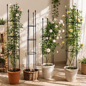Puede incluir: Cuatro obeliscos de jardín de metal negro. Tres enrejados sostienen rosales trepadores con flores rosas y amarillas en macetas de terracota, blancas y beige. Un enrejado vacío se sostiene sobre una base de cesta de mimbre tejida.