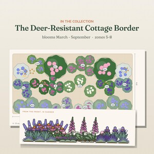 May include: A garden design plan titled The Deer-Resistant Cottage Border, featuring a top-down layout with labeled plant zones and a front-view illustration showing purple, pink, and white flowers in summer. The plan indicates 8 ft dimensions.