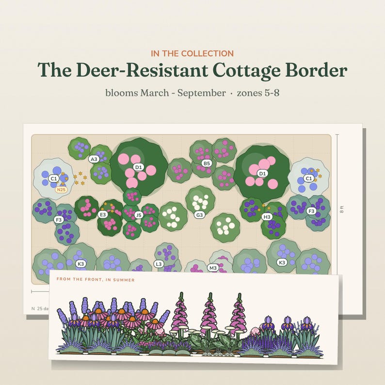 May include: A garden design plan titled The Deer-Resistant Cottage Border, featuring a top-down layout with labeled plant zones and a front-view illustration showing purple, pink, and white flowers in summer. The plan indicates 8 ft dimensions.