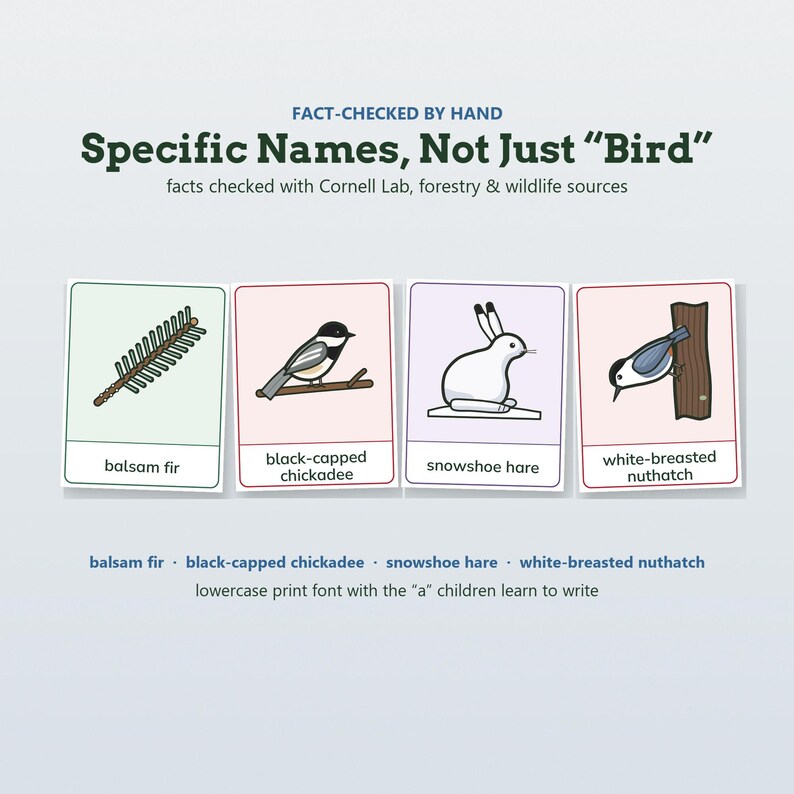 May include: Educational cards featuring illustrations of a balsam fir, black-capped chickadee, snowshoe hare, and white-breasted nuthatch. Text includes 'FACT-CHECKED BY HAND', 'Specific Names, Not Just Bird', and 'lowercase print font with the a children learn to write'.