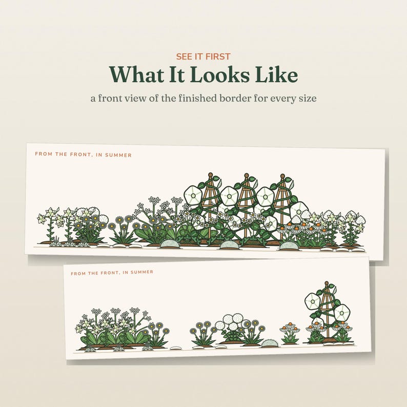 May include: Two rectangular illustrations showing a garden border from the front in summer. Text reads: SEE IT FIRST What It Looks Like, a front view of the finished border for every size, and FROM THE FRONT, IN SUMMER. Features white flowers.