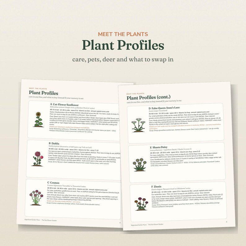 May include: Two pages of a gardening guide titled Plant Profiles, featuring illustrations and care instructions for six flowers: Sunflower, Dahlia, Cosmos, False Queen Anne's Lace, Shasta Daisy, and Zinnia, with text detailing plant height, spacing, and bloom times.