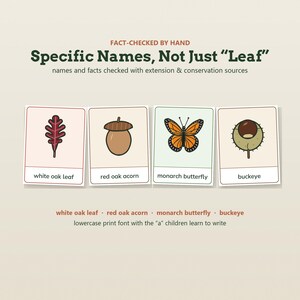 May include: Four educational cards featuring illustrations of a white oak leaf, red oak acorn, monarch butterfly, and buckeye. The text reads: FACT-CHECKED BY HAND, Specific Names, Not Just Leaf, and lowercase print font with the a children learn to write.