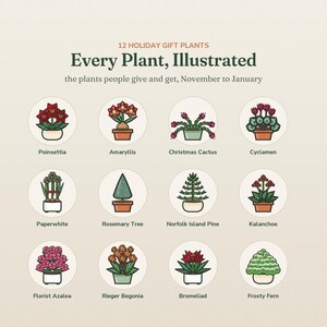 May include: A poster titled 12 HOLIDAY GIFT PLANTS Every Plant, Illustrated, the plants people give and get, November to January. It features twelve circular icons of potted plants: Poinsettia, Amaryllis, Christmas Cactus, Cyclamen, Paperwhite, Rosemary Tree, Norfolk Island Pine, Kalanchoe, Florist Azalea, Rieger Begonia, Bromeliad, and Frosty Fern.