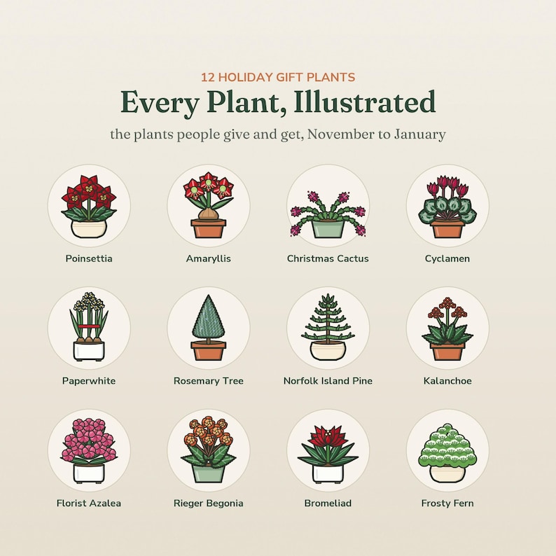 May include: A poster titled 12 HOLIDAY GIFT PLANTS Every Plant, Illustrated, the plants people give and get, November to January. It features twelve circular icons of potted plants: Poinsettia, Amaryllis, Christmas Cactus, Cyclamen, Paperwhite, Rosemary Tree, Norfolk Island Pine, Kalanchoe, Florist Azalea, Rieger Begonia, Bromeliad, and Frosty Fern.