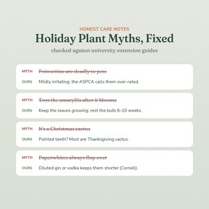 May include: An infographic titled Honest Care Notes: Holiday Plant Myths, Fixed. It lists four myths about poinsettias, amaryllis, Christmas cactus, and paperwhites, providing factual corrections for each based on university extension guides.