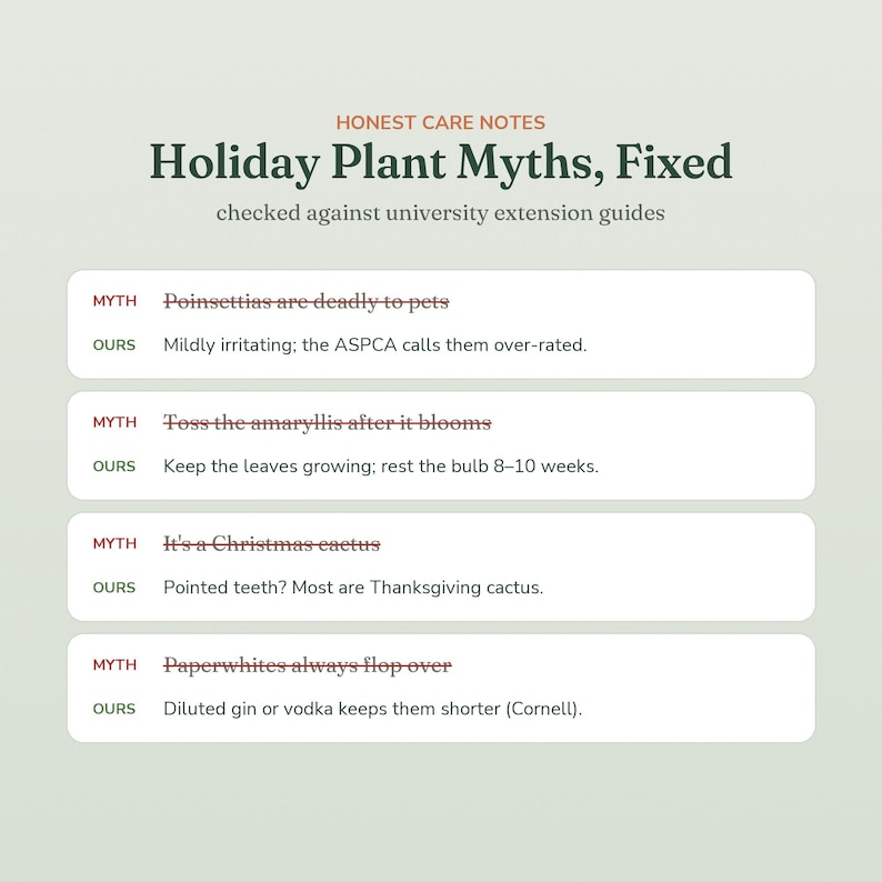 May include: An infographic titled Honest Care Notes: Holiday Plant Myths, Fixed. It lists four myths about poinsettias, amaryllis, Christmas cactus, and paperwhites, providing factual corrections for each based on university extension guides.
