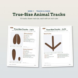 K&ouml;nnte beinhalten: Zwei Bildungsseiten mit dem Titel True-Size Animal Tracks mit Illustrationen von Spuren des Wei&szlig;wedelhirschs, des Baumwollschwanzkaninchens und des Truthuhns. Jede Spur enth&auml;lt ein metrisches Lineal zur Skalierung und beschreibenden Text.