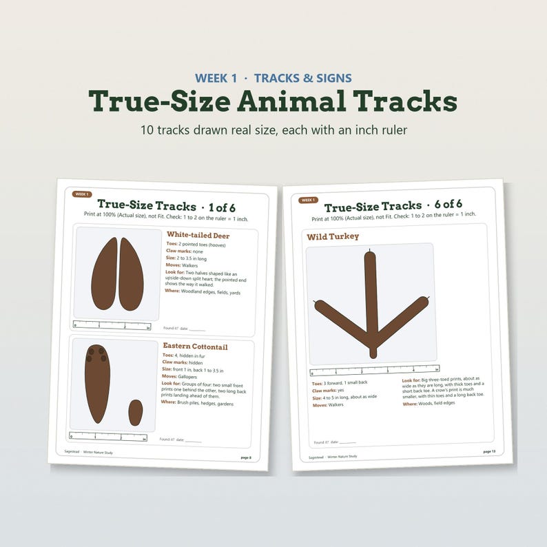 K&ouml;nnte beinhalten: Zwei Bildungsseiten mit dem Titel True-Size Animal Tracks mit Illustrationen von Spuren des Wei&szlig;wedelhirschs, des Baumwollschwanzkaninchens und des Truthuhns. Jede Spur enth&auml;lt ein metrisches Lineal zur Skalierung und beschreibenden Text.