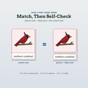 May include: Educational 3-part cards showing a northern cardinal on a branch. Text reads: HOW 3-PART CARDS WORK Match, Then Self-Check, picture card + label card = the control card, northern cardinal. Dimensions: 3.5 x 4.5 in, 3.5 x 3.5 in, 3.5 x 1 in.