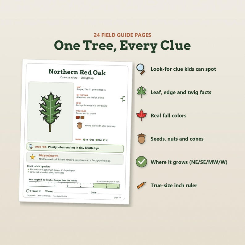 May include: A field guide page titled One Tree, Every Clue featuring a Northern Red Oak illustration. It includes leaf facts, fall colors, acorn details, growth regions, and a 6-inch ruler. The page lists 24 field guide pages total.