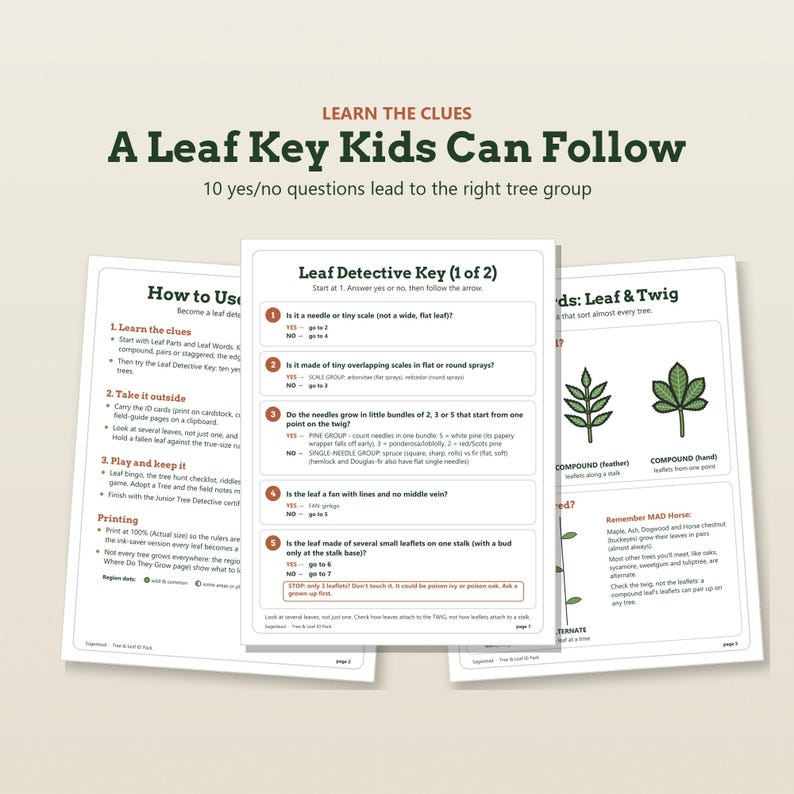 May include: A set of three educational printable pages titled Learn the Clues: A Leaf Key Kids Can Follow. The documents feature a Leaf Detective Key with numbered yes or no questions, instructions on how to use the guide, and illustrations of leaves.