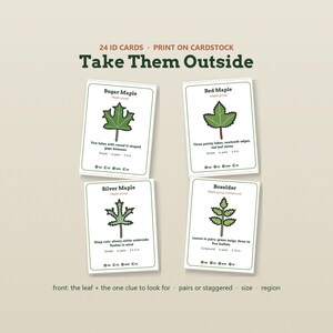 May include: A set of 24 ID cards titled Take Them Outside, featuring illustrations of Sugar Maple, Red Maple, Silver Maple, and Boxelder leaves. Each white card includes the leaf name, group, descriptive text, and regional icons for identification.