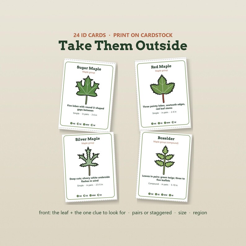 May include: A set of 24 ID cards titled Take Them Outside, featuring illustrations of Sugar Maple, Red Maple, Silver Maple, and Boxelder leaves. Each white card includes the leaf name, group, descriptive text, and regional icons for identification.