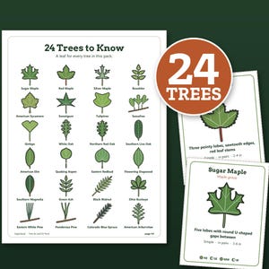 May include: A set of educational cards titled 24 Trees to Know, featuring illustrations of various tree leaves in green shades. The cards include labels for species like Sugar Maple and White Oak, with descriptive text and a 24 Trees badge.